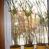 Papirus Tesi - roślina typowo wodna.