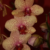 Phalaenopsis Red Pan