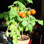pomidorki kotajlowe