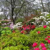 Rhodo Gardens Blackheath NSW
