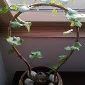 Roślina żółw (Dioscorea elephantipes)