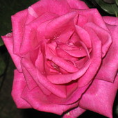 Róża w miom ogrodzie.
