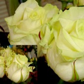 Róże pistacjowe odmiany ''White Naomi''.