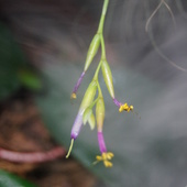 Tillandsia argentea - kwiat