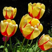 Tulipanki z czerwonymi strzałkami