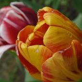 Tulipanowe tęsknoty;)))