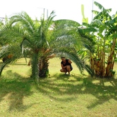 Turcja palmy ,bananowce