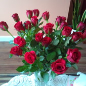 Walentynkowe roze
