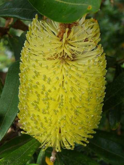 Banksia :)