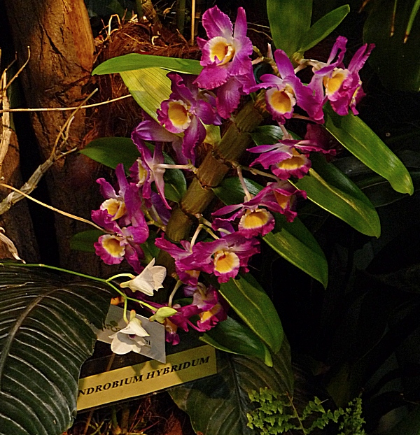 Dendrobium