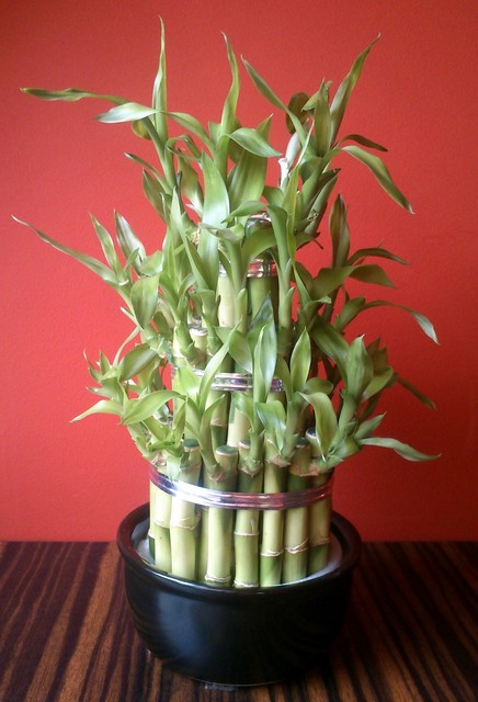 Dracena sandera - lucky bamboo