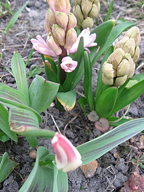 Hiacynty i tulipan.