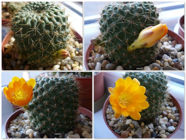 Kaktusik w słonecznym kolorze:)