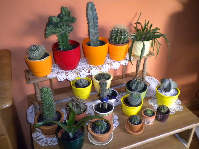 Kaktusowa rodzina..