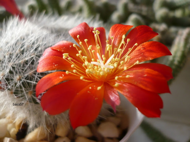 Kwitnące kaktusiki
