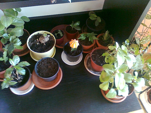 Małe roślinki