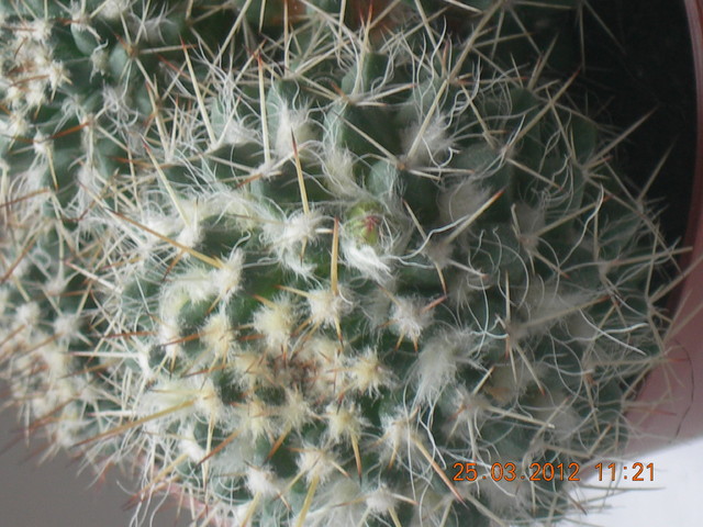 Miłego dnia Kochani:) Mammillaria magnimamma zakwitnie:)
