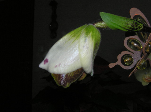 Pączek orchidei.