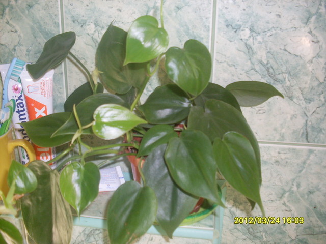 PHILODENDRON PNACY-SCANDENS