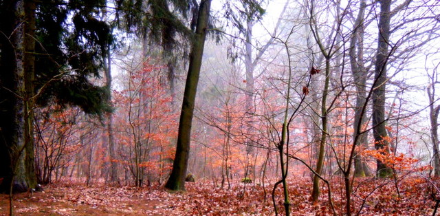 Poranna mgiełka w lesie