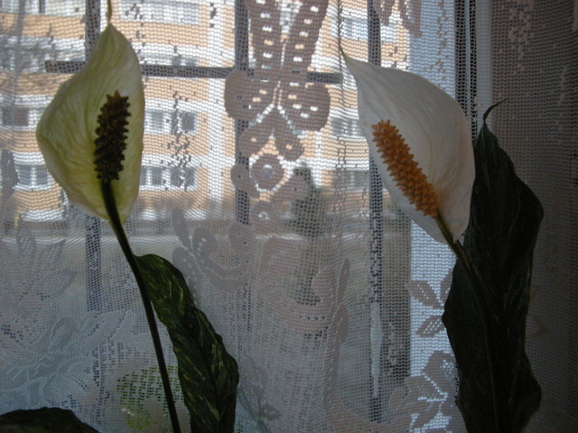Skzydłokwiaty  na oknie