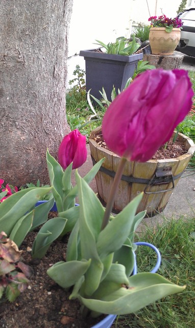 tulipan