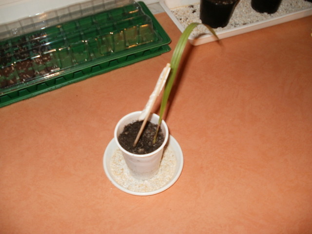 Waszyngtonia nitkowata (Washingtonia filifera)
