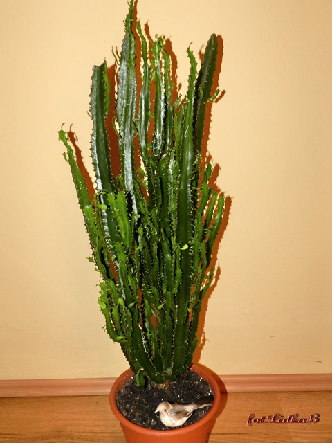 Wilczomlecz Trójżebrowy-Euphorbia Trigona.