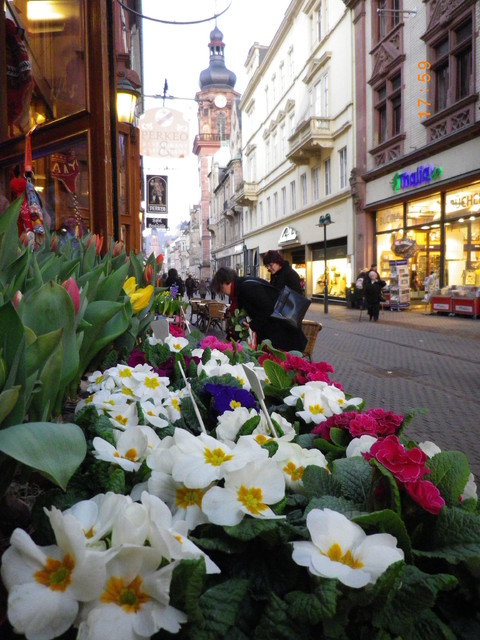 wiosna budzi Heidelberg