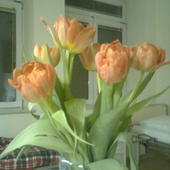 Ale za to miałam tulipany..
