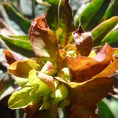 WILCZOMLECZ-Euphorbia_amygdaloides