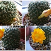 Kaktusik w słonecznym kolorze:)