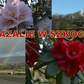 Krajobraz Szkocki/ Stranrauer/ i kwitnące azalie.