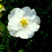 Kwiat Białego Pięc