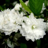 Kwiatki jaśminowca różyczkowego ''SNOWBELLE''