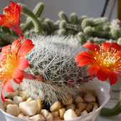 Kwitnące kaktusiki