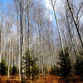 las bukowy - żyje nawet 350 lat