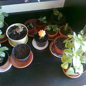 Małe roślinki