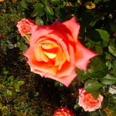 Moje róże