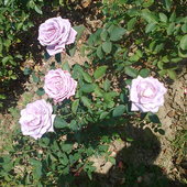 Moje róże