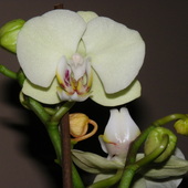 Orchidea - Orchideceae