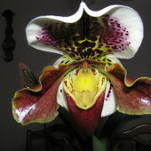 Orchidea Paphiopedil