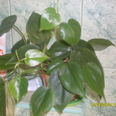 PHILODENDRON PNACY-SCANDENS