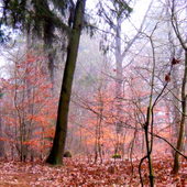 Poranna mgiełka w lesie