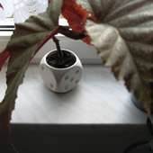 Begonia Corallina Nr