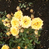 róża Sommermont
