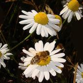 Rumianek i pszczółka