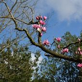 Szkockie magnolie