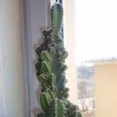 Taki sobie jestem kaktus oryginalny