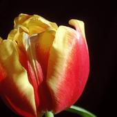 Tulipanił mi niedawno;)))